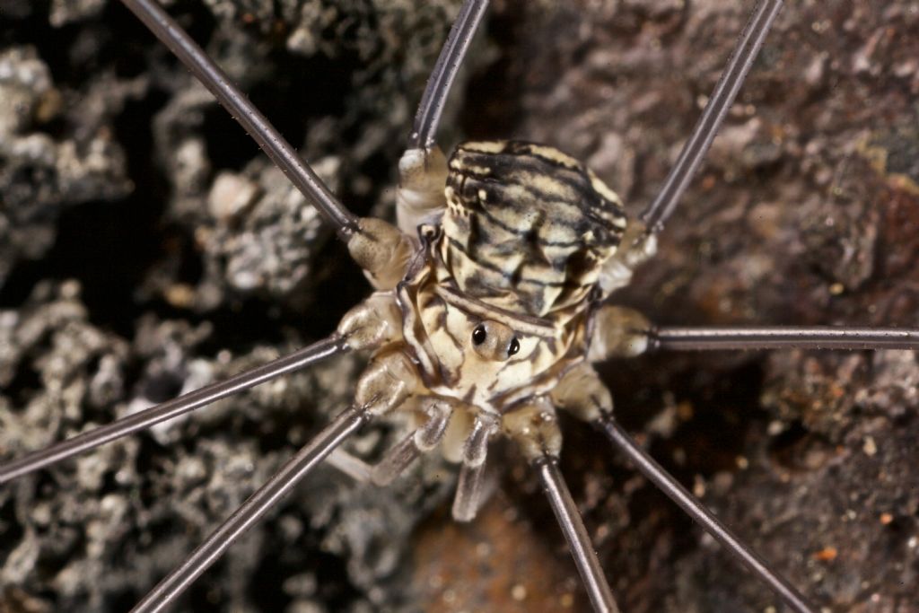 Leiobunum limbatum  (Sclerosomatidae)